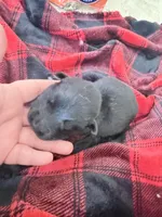 Yellow female , a female German Shepherd Dog for sale in Albuquerque, NM – Photo 1 of 4