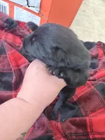 Yellow female , a female German Shepherd Dog for sale in Albuquerque, NM – Photo 2 of 4