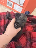 Purple sable , a female German Shepherd Dog for sale in Albuquerque, NM – Photo 4 of 5