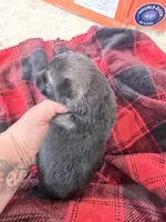 Purple sable , a female German Shepherd Dog for sale in Albuquerque, NM – Photo 2 of 5