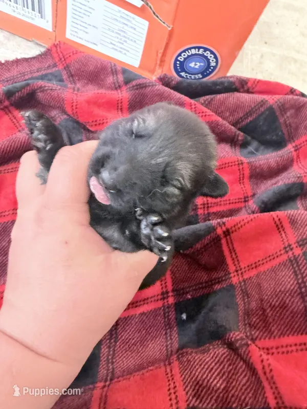 Purple sable  – German Shepherd Dog puppy for sale in Albuquerque, NM