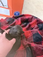 Purple sable , a female German Shepherd Dog for sale in Albuquerque, NM – Photo 5 of 5