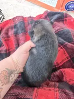 Purple sable , a female German Shepherd Dog for sale in Albuquerque, NM – Photo 3 of 5