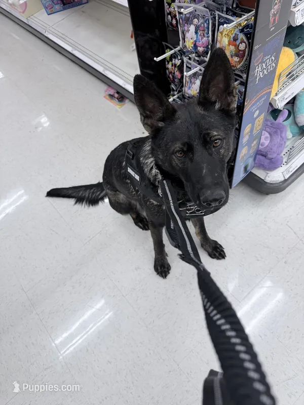 Pearl – German Shepherd Dog puppy for sale in Albuquerque, NM