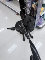 Pearl, a female German Shepherd Dog for sale in Albuquerque, NM – 1 of 3