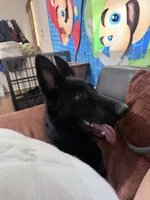 Hero , a male German Shepherd Dog for sale in Albuquerque, NM – 3 of 4
