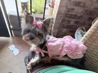 Eep, a female Yorkshire Terrier for sale in Albuquerque, NM – 1 of 3