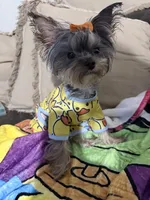 Eep, a female Yorkshire Terrier for sale in Albuquerque, NM – 2 of 3