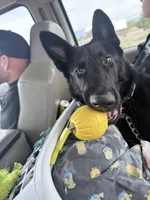 Hero , a male German Shepherd Dog for sale in Albuquerque, NM – 2 of 4
