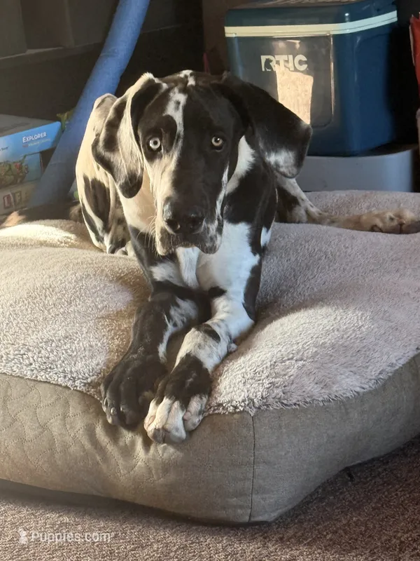 Great dane  – Great Dane puppy for sale in Albuquerque, NM