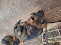 Sable 3 , a male German Shepherd Dog for sale in Albuquerque, NM – 2 of 3