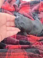 Black male , a male German Shepherd Dog for sale in Albuquerque, NM – Photo 2 of 6