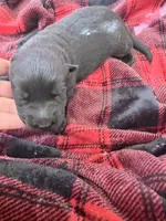 Black male , a male German Shepherd Dog for sale in Albuquerque, NM – Photo 5 of 6