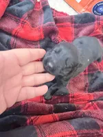 Black male , a male German Shepherd Dog for sale in Albuquerque, NM – Photo 4 of 6