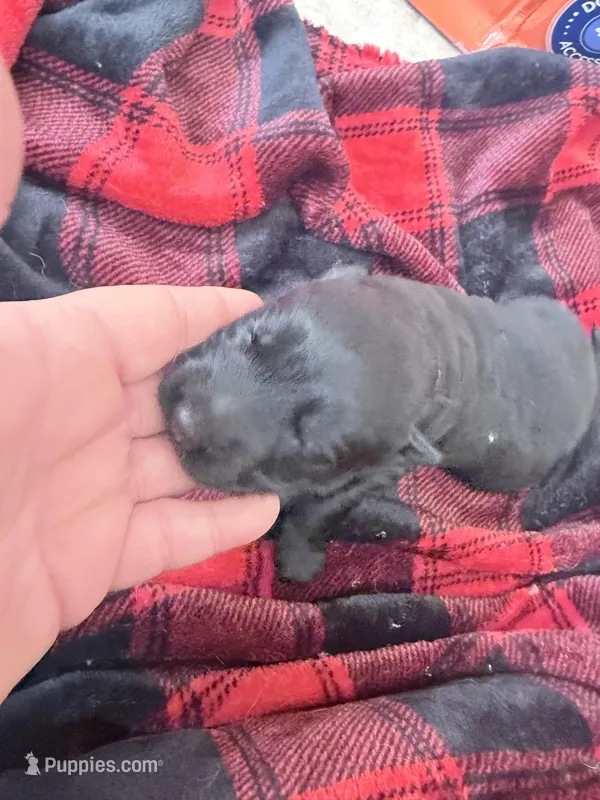 Black male  – German Shepherd Dog puppy for sale in Albuquerque, NM