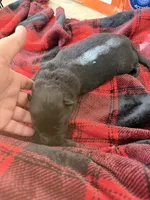 Black male , a male German Shepherd Dog for sale in Albuquerque, NM – Photo 6 of 6