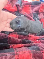 Black male , a male German Shepherd Dog for sale in Albuquerque, NM – Photo 3 of 6