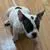 N/A , a male American Bully for sale in Chicago, IL – Photo 2 of 4