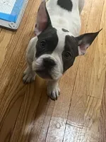 N/A , a male American Bully for sale in Chicago, IL – Photo 1 of 4