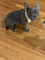 N/a , a male American Bully for sale in Chicago, IL – Photo 2 of 5
