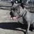 N/a , a male American Bully for sale in Chicago, IL – Photo 3 of 5