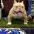 N/a , a male American Bully for sale in Chicago, IL – Photo 4 of 5