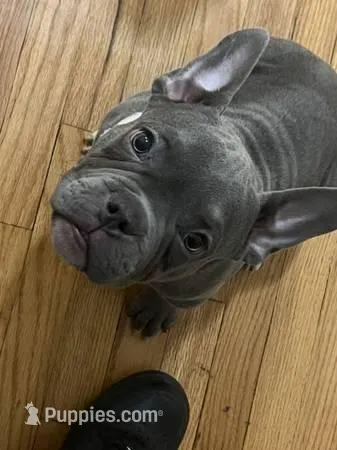 N/a  – American Bully puppy for sale in Chicago, IL