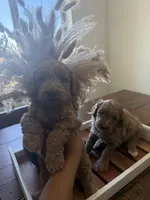 Sirus , a male Poodle - Miniature  for sale in Pahrump, NV – 5 of 5