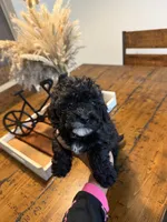 Female Mini Poodle, a female Poodle - Miniature  for sale in Las Vegas, NV – Photo 2 of 7