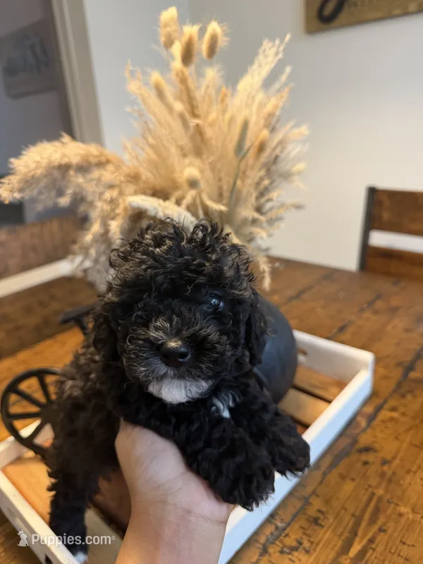 Female Mini Poodle