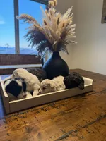 Female Mini Poodle, a female Poodle - Miniature  for sale in Las Vegas, NV – Photo 7 of 7