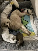 Female Mini Poodle, a female Poodle - Miniature  for sale in Las Vegas, NV – Photo 6 of 7