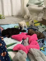 Female Mini Poodle, a female Poodle - Miniature  for sale in Las Vegas, NV – Photo 5 of 7