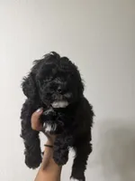 Female Mini Poodle, a female Poodle - Miniature  for sale in Las Vegas, NV – Photo 4 of 7