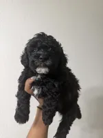 Female Mini Poodle, a female Poodle - Miniature  for sale in Las Vegas, NV – Photo 3 of 7