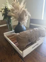 Shai , a male Poodle - Miniature  for sale in Pahrump, NV – 4 of 4