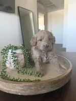 Sirus , a male Poodle - Miniature  for sale in Pahrump, NV – 2 of 5
