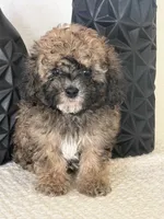Male mini poodle, a male Poodle - Miniature  for sale in Las Vegas, NV – Photo 3 of 8