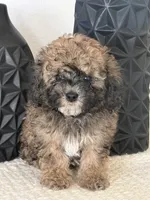 Male mini poodle, a male Poodle - Miniature  for sale in Las Vegas, NV – Photo 1 of 8