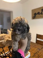 Male mini poodle, a male Poodle - Miniature  for sale in Las Vegas, NV – Photo 4 of 8