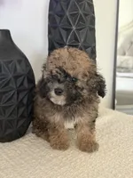 Male mini poodle, a male Poodle - Miniature  for sale in Las Vegas, NV – Photo 2 of 8