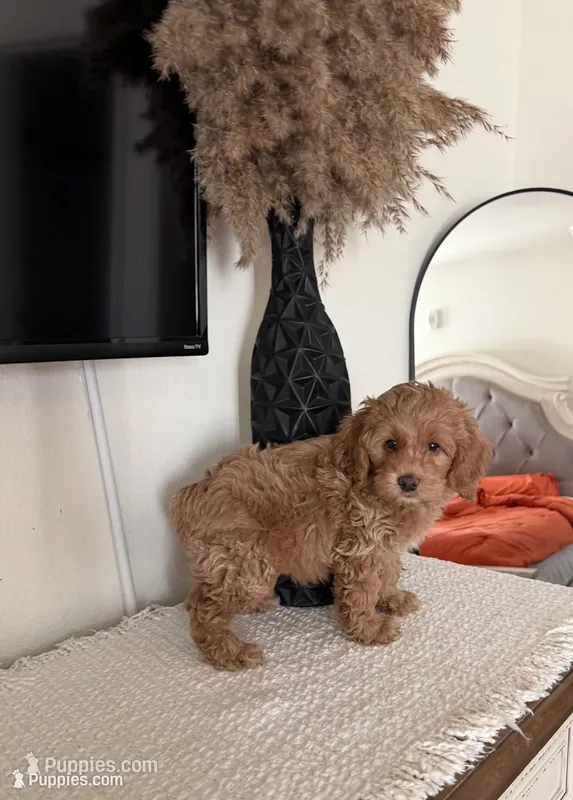 Sirus  – Poodle - Miniature  puppy for sale in Las Vegas, NV