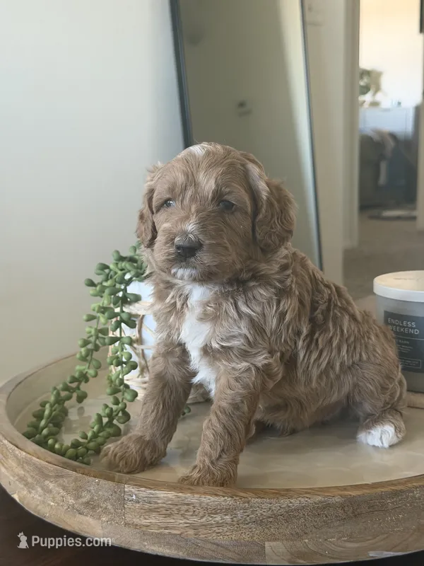 Shai  – Poodle - Miniature  puppy for sale in Pahrump, NV