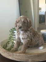 Shai , a male Poodle - Miniature  for sale in Pahrump, NV – 1 of 4