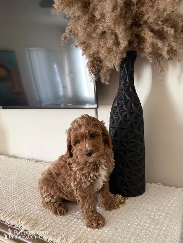 Shai  – Poodle - Miniature  puppy for sale in Las Vegas, NV