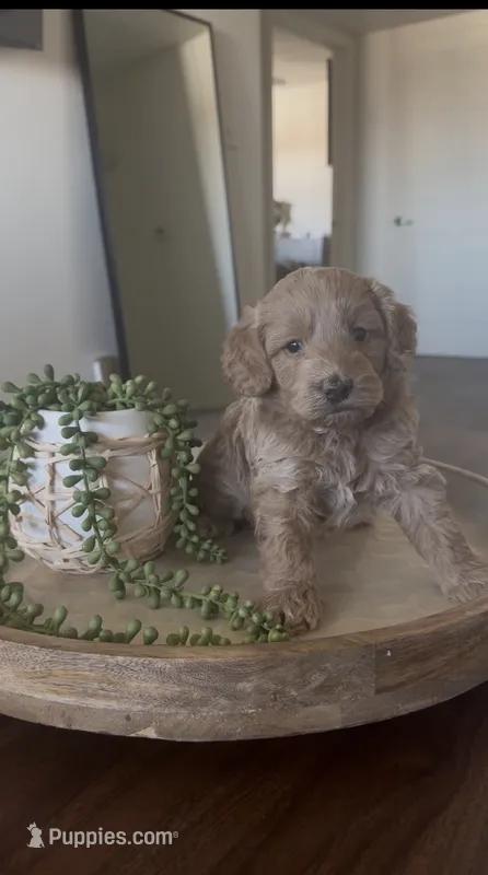 Sirus  – Poodle - Miniature  puppy for sale in Pahrump, NV