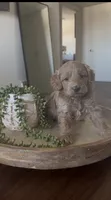 Sirus , a male Poodle - Miniature  for sale in Pahrump, NV – 1 of 5