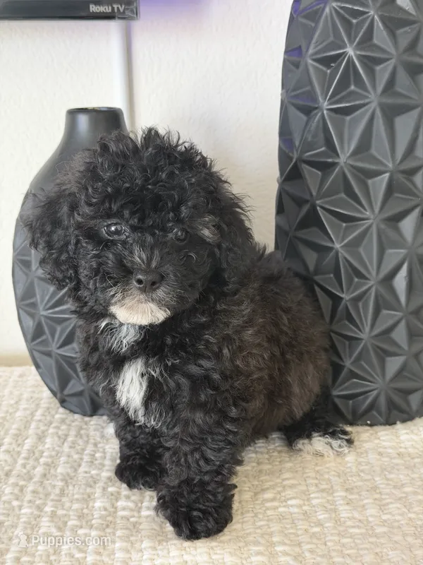 Girl Mini Poodle