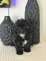 processed/864375a8-2e22-4103-96e3-e8fd05a1115a/listing/8272c789-92d2-437e-a914-f8abe35a0318/41b05995-671f-462a-a057-1bc864063e3c