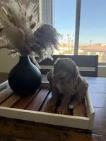 Shai , a male Poodle - Miniature  for sale in Pahrump, NV – 3 of 4